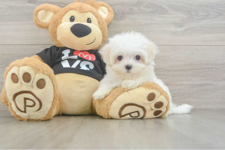 Maltese Pup Being Cute