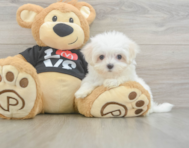 8 week old Maltese Puppy For Sale - Premier Pups