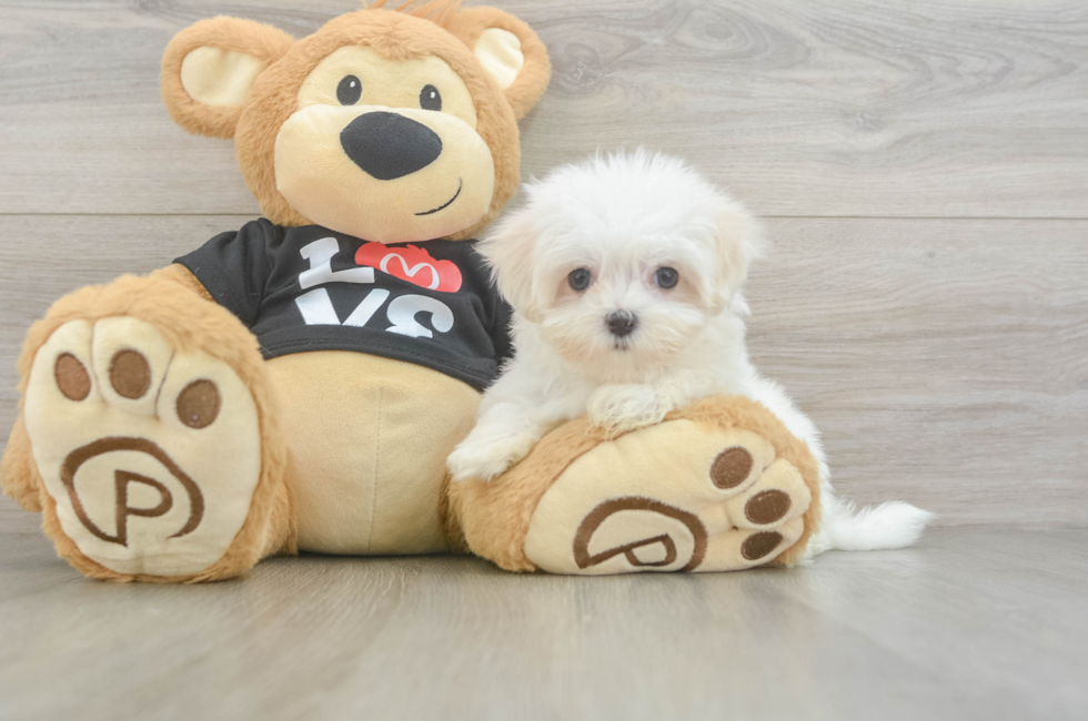 9 week old Maltese Puppy For Sale - Premier Pups
