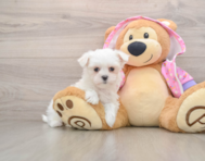 7 week old Maltese Puppy For Sale - Premier Pups
