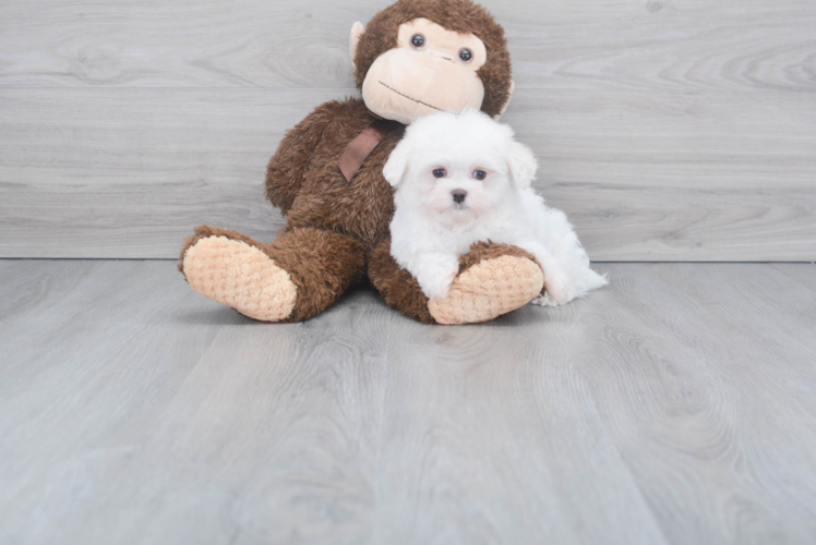 Fluffy Maltese Purebred Puppy