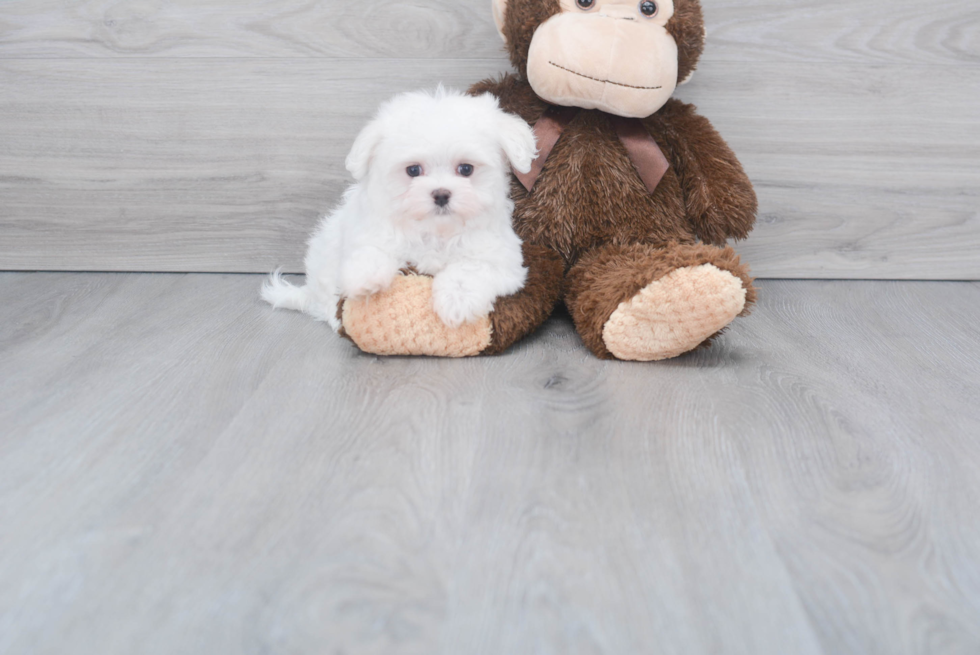 Hypoallergenic Maltese Purebred Pup