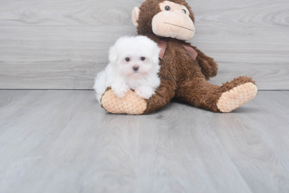 Funny Maltese Purebred Pup