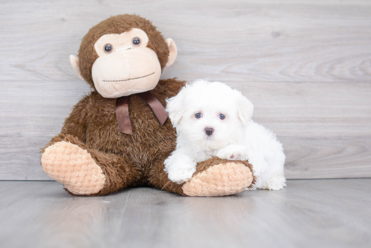 Hypoallergenic Maltese Purebred Pup