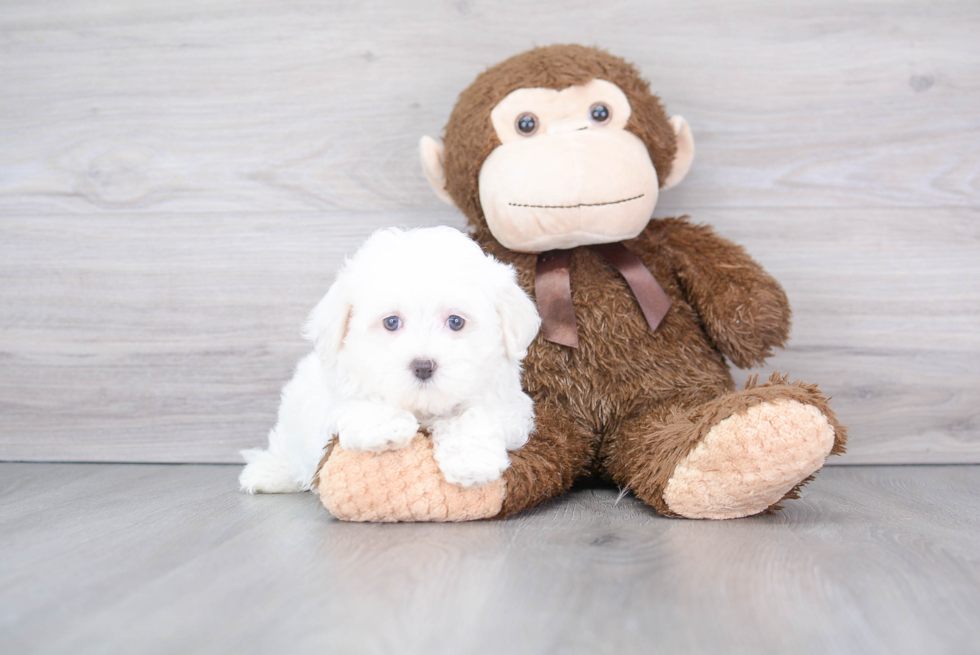 Best Maltese Baby
