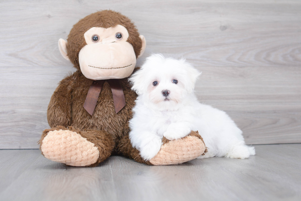 Hypoallergenic Maltese Purebred Pup