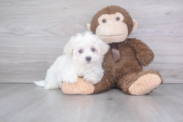 Friendly Maltese Baby