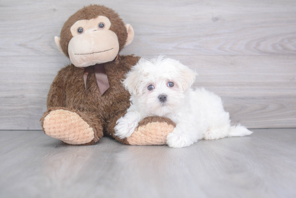 Funny Maltese Baby