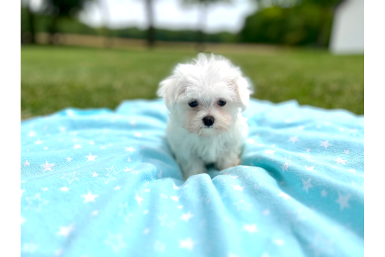 Maltese Puppy for Adoption