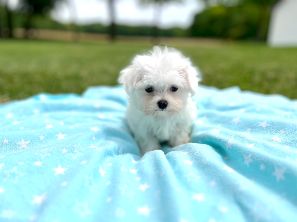 Maltese Puppy for Adoption