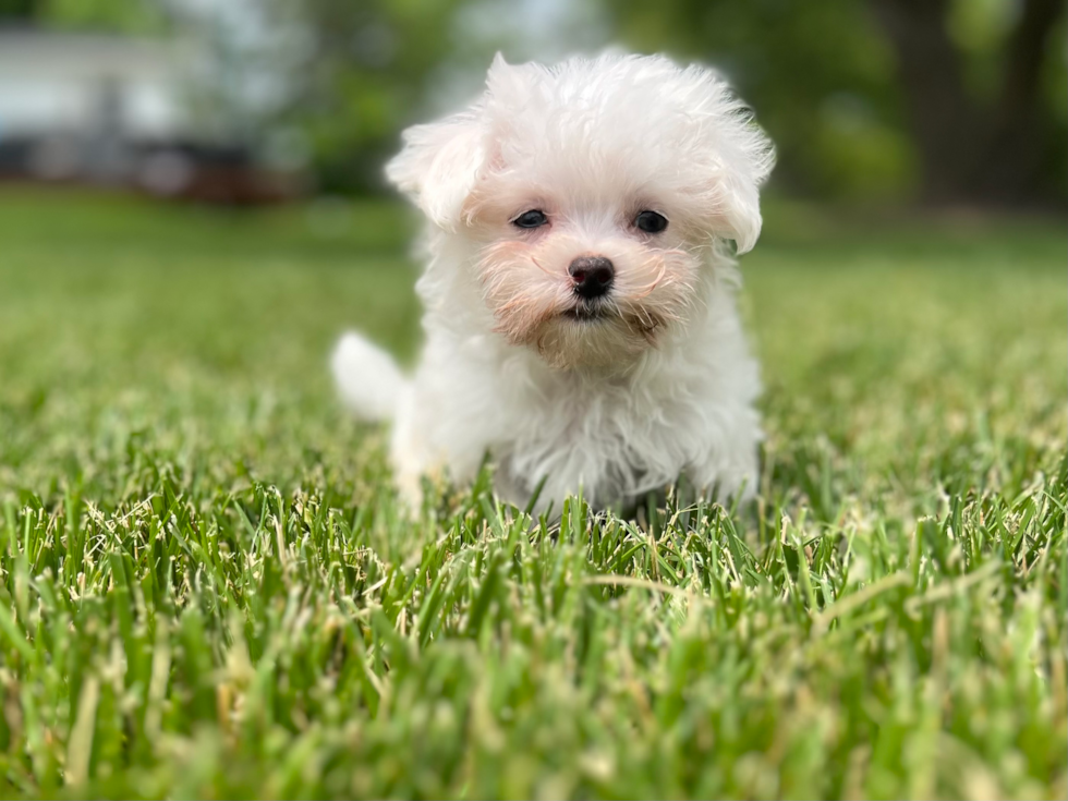 Funny Maltese Purebred Pup