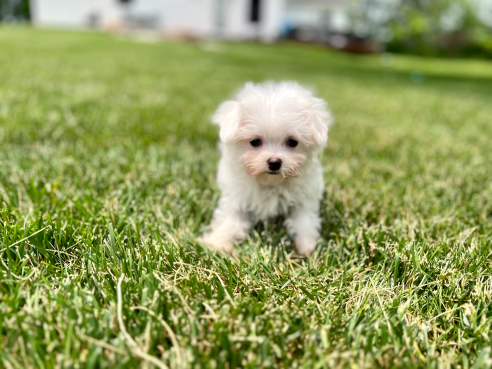 Small Maltese Baby