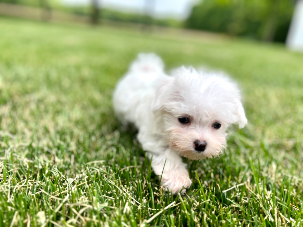 Maltese Puppy for Adoption