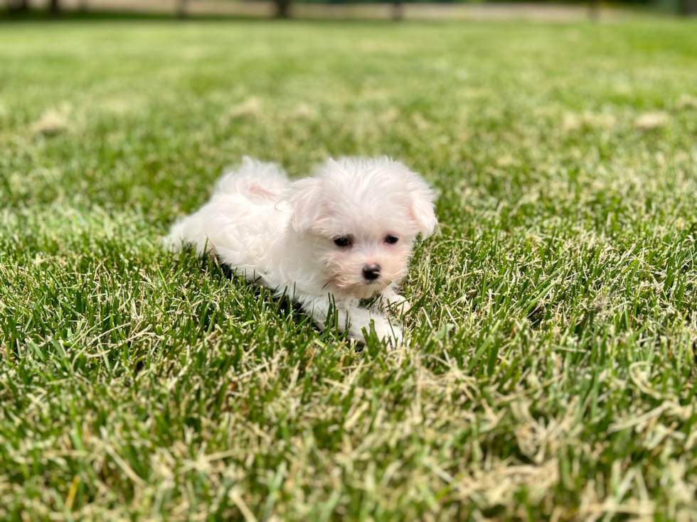 Maltese Pup Being Cute