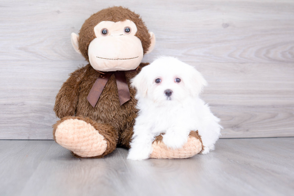 Happy Maltese Purebred Puppy