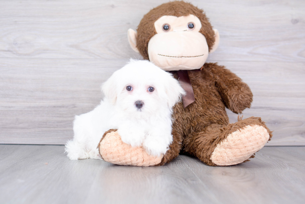 Popular Maltese Purebred Pup