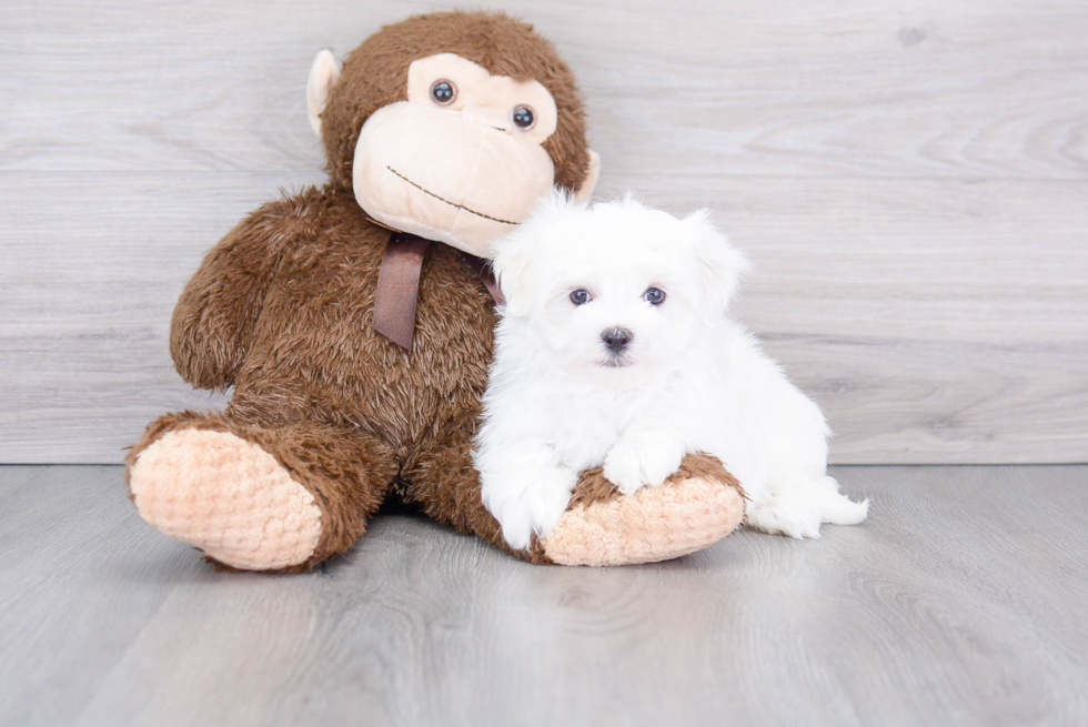 Friendly Maltese Baby