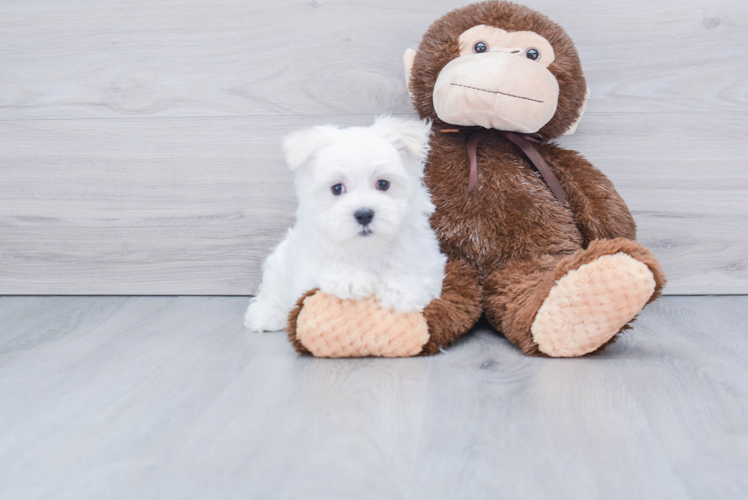 Petite Maltese Purebred Puppy