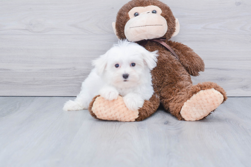 Akc Registered Maltese Baby