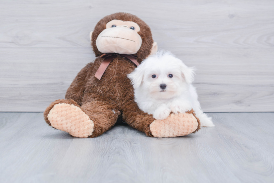 Sweet Maltese Purebred Puppy