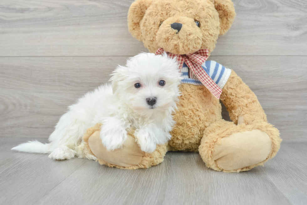 Popular Maltese Purebred Pup