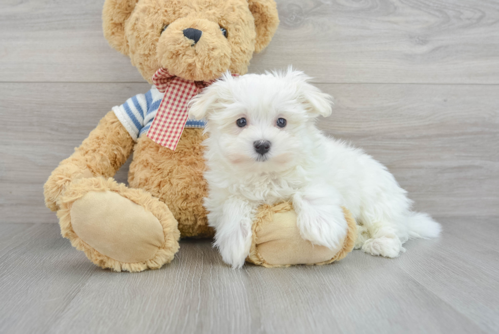 Playful Maltese Purebred Pup