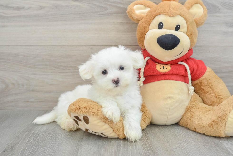 Maltese Maddox: 2lb 8oz Purebred Puppy