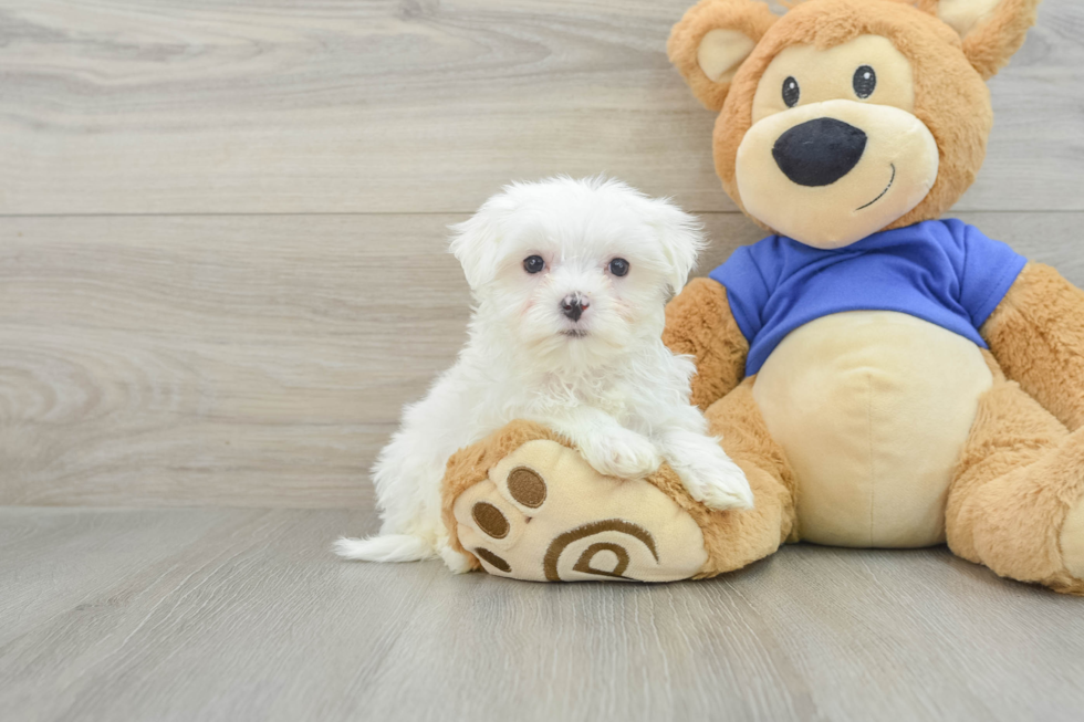 Playful Maltese Purebred Pup