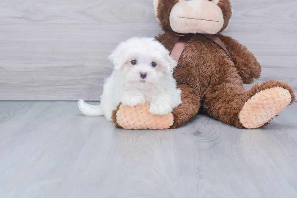 Maltese Puppy for Adoption