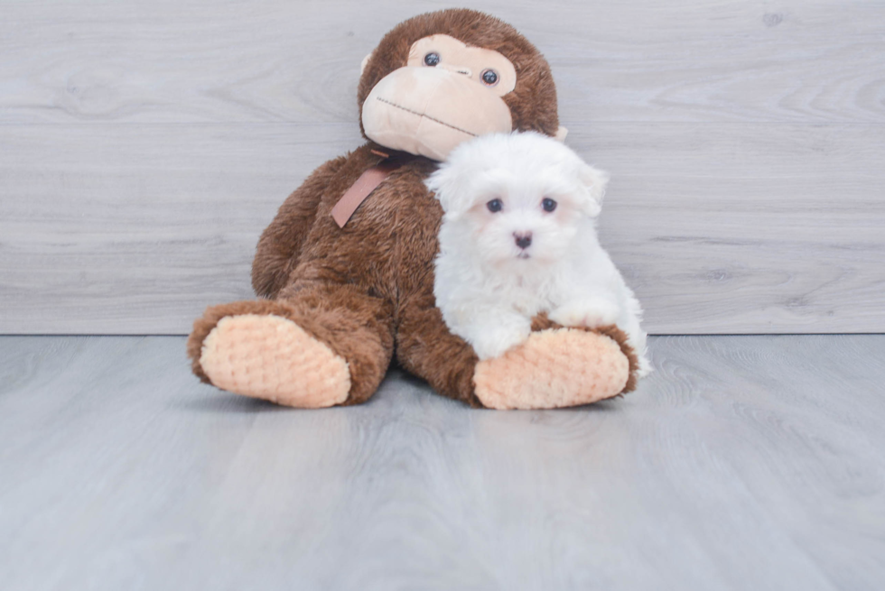 Maltese Pup Being Cute