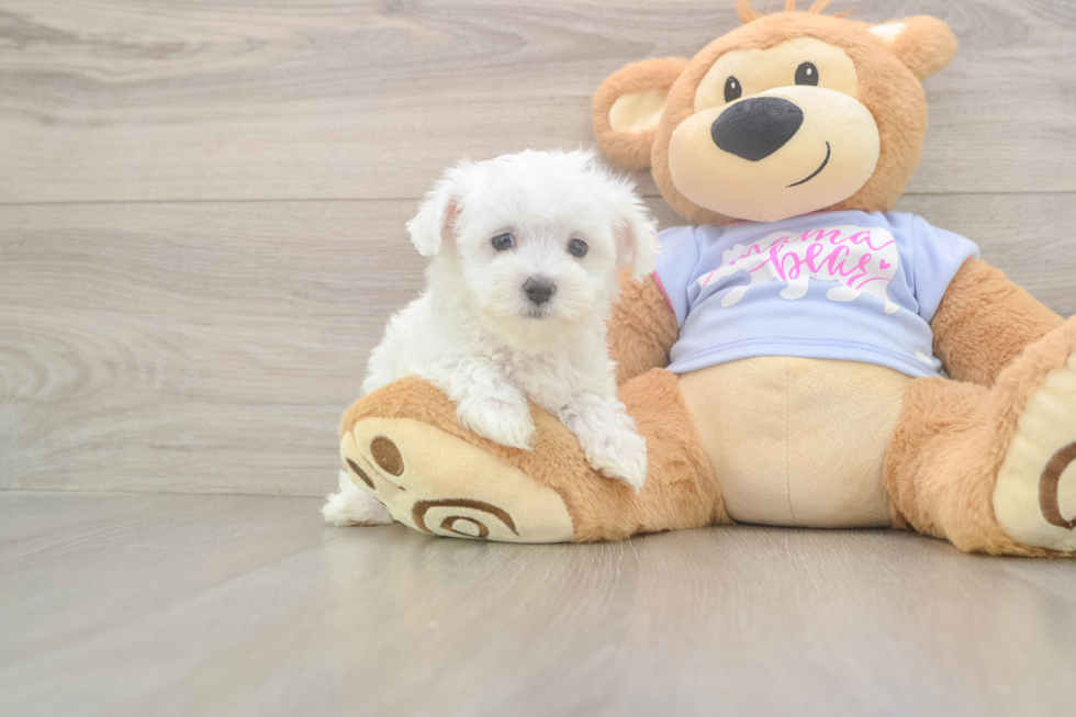 Best Maltese Baby