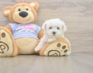7 week old Maltese Puppy For Sale - Premier Pups