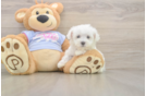 Sweet Maltese Purebred Puppy
