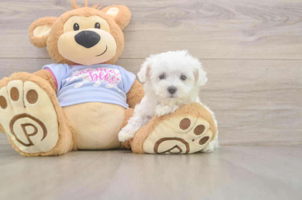 7 week old Maltese Puppy For Sale - Premier Pups