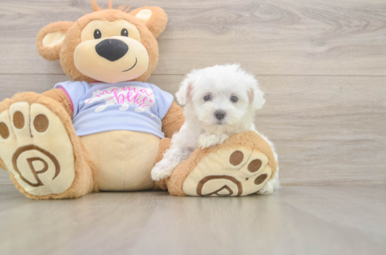 Sweet Maltese Purebred Puppy