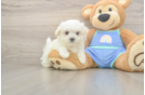 Petite Maltese Purebred Puppy