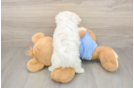 Best Maltese Baby