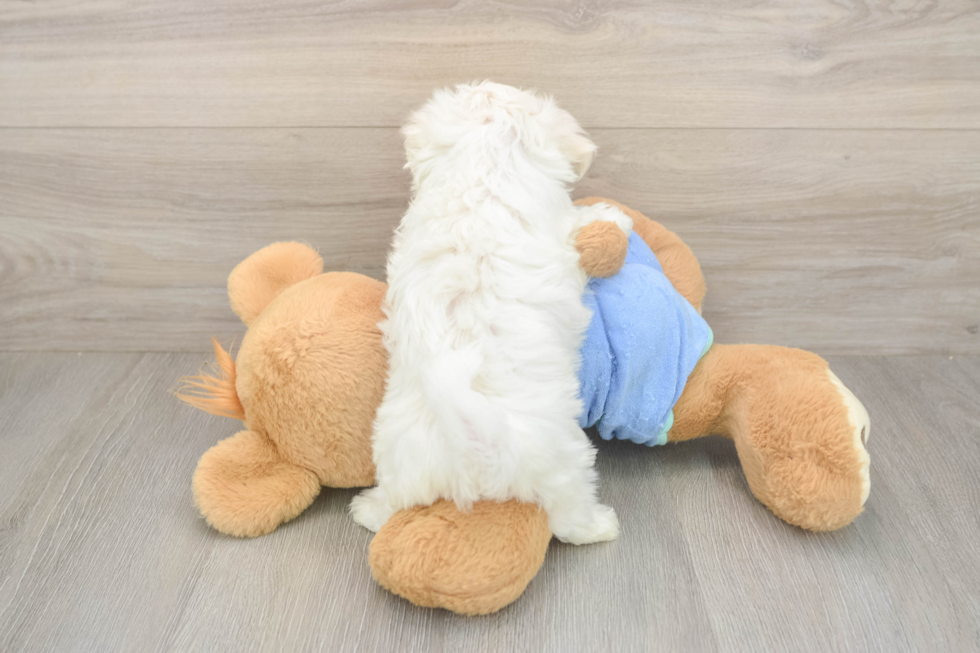 Best Maltese Baby