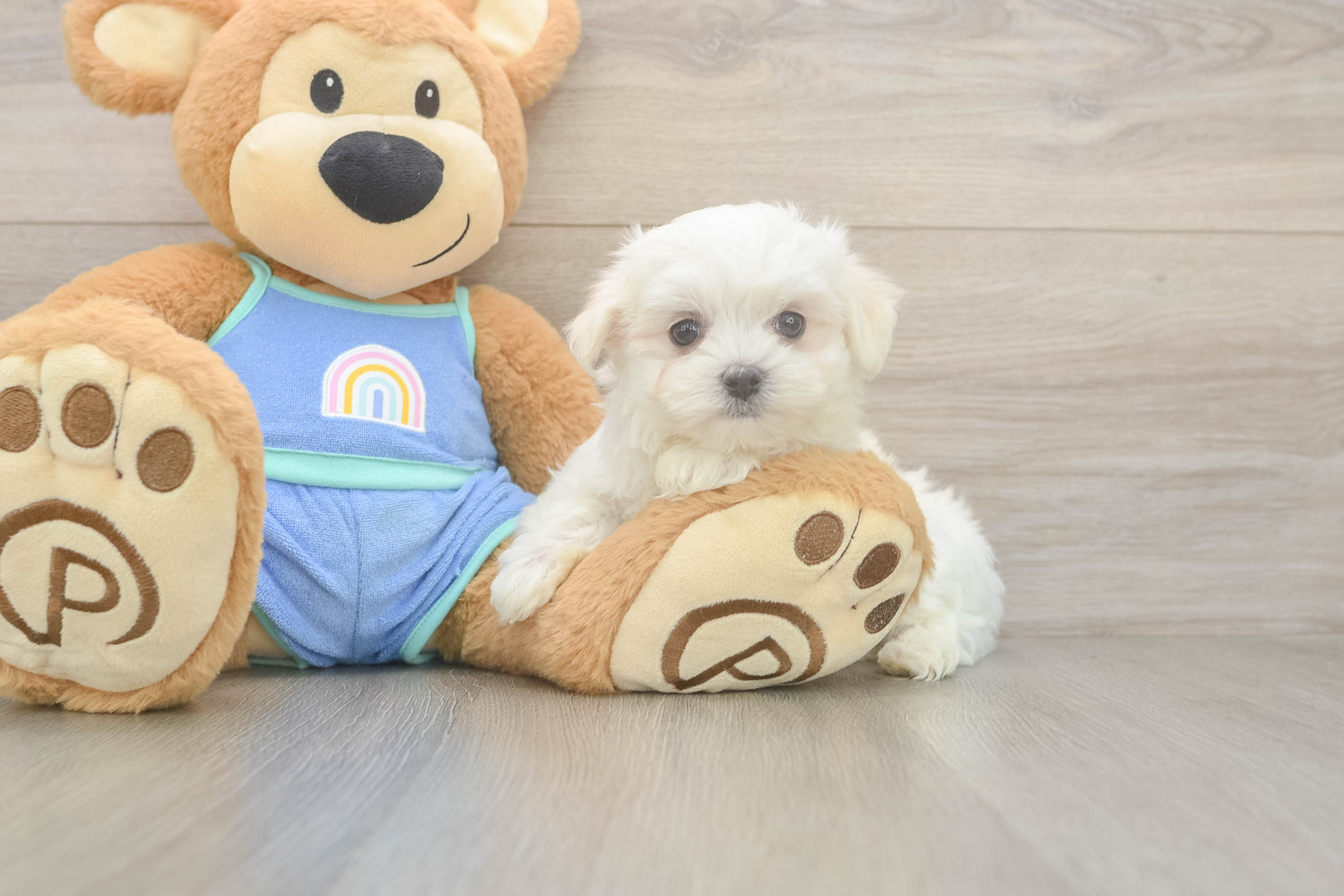 Maltese Pup Being Cute