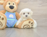 7 week old Maltese Puppy For Sale - Premier Pups