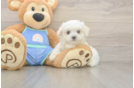 Maltese Pup Being Cute