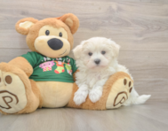 10 week old Maltese Puppy For Sale - Premier Pups