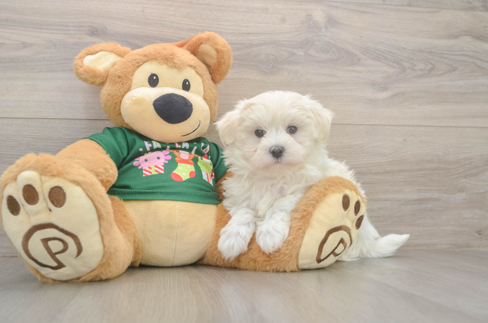 11 week old Maltese Puppy For Sale - Premier Pups