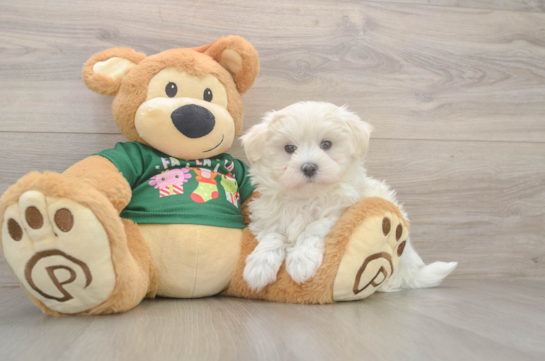 Energetic Maltese Purebred Puppy