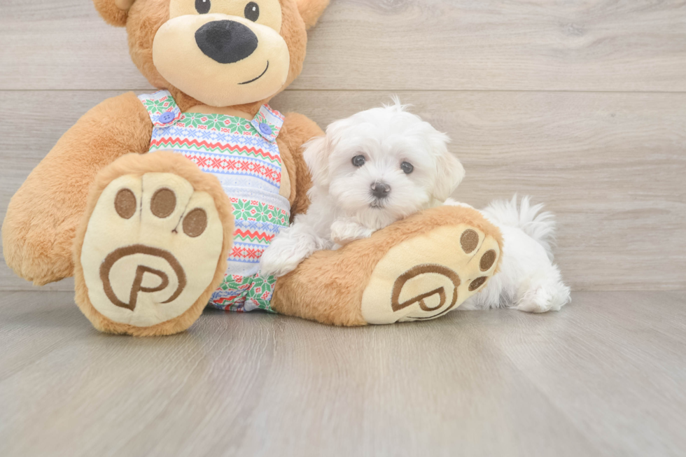 Maltese Puppy for Adoption