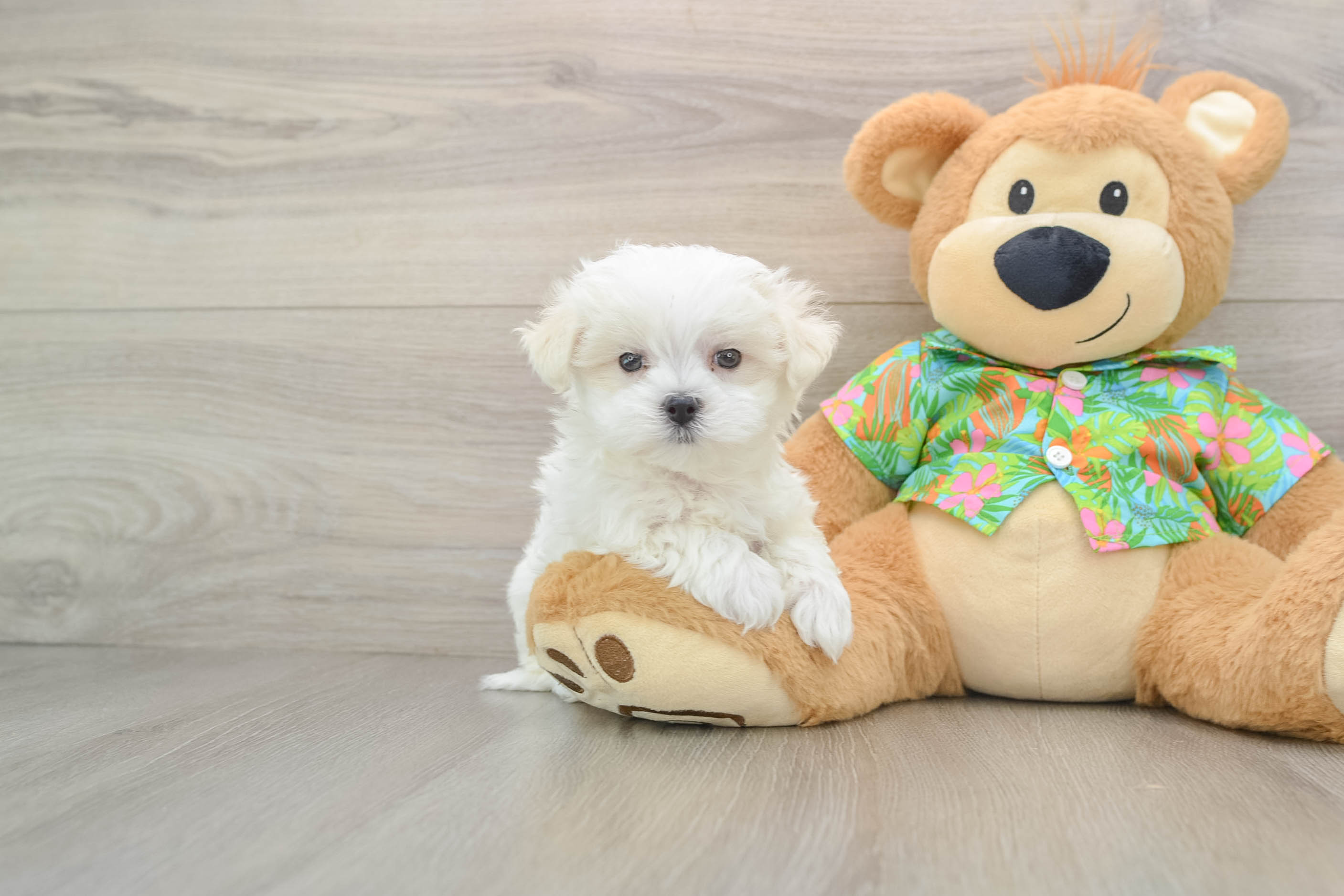 Best Maltese Baby