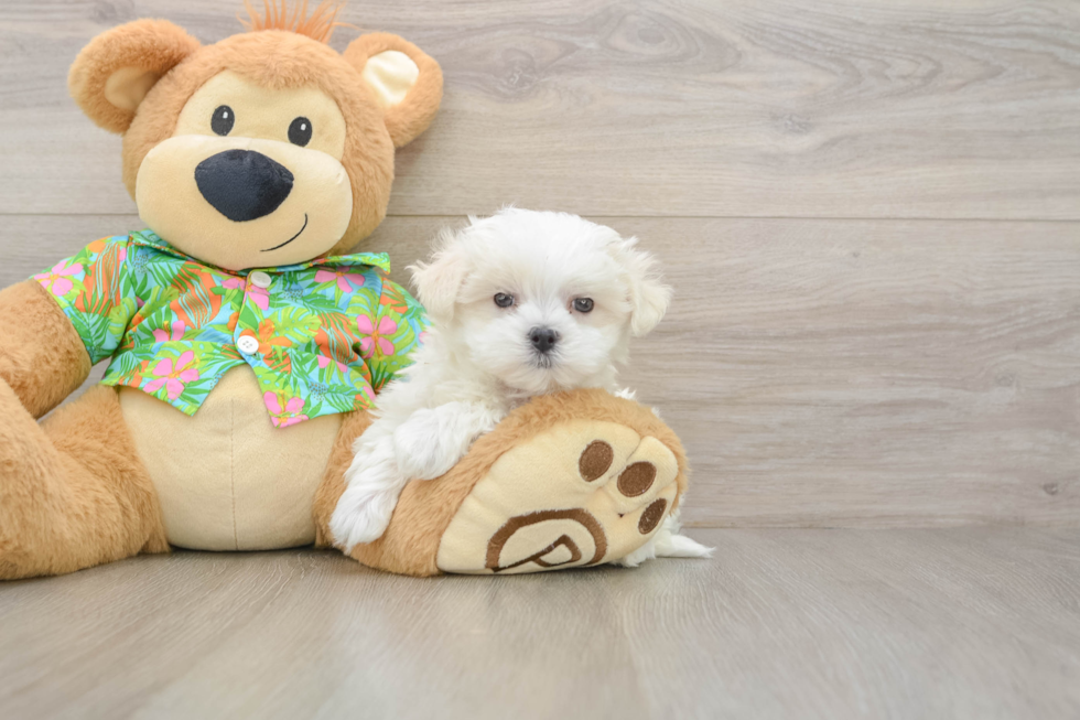 Maltese Pup Being Cute