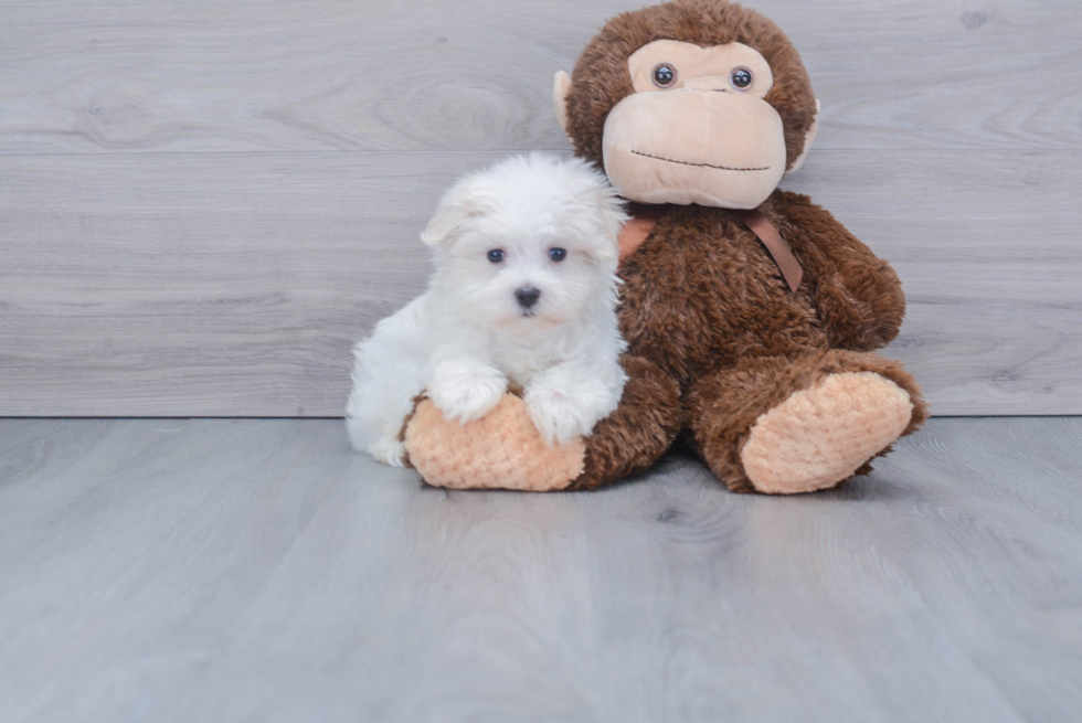 Smart Maltese Purebred Puppy