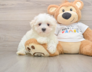 7 week old Maltese Puppy For Sale - Premier Pups