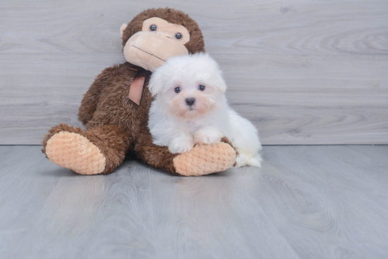 Small Maltese Purebred Pup